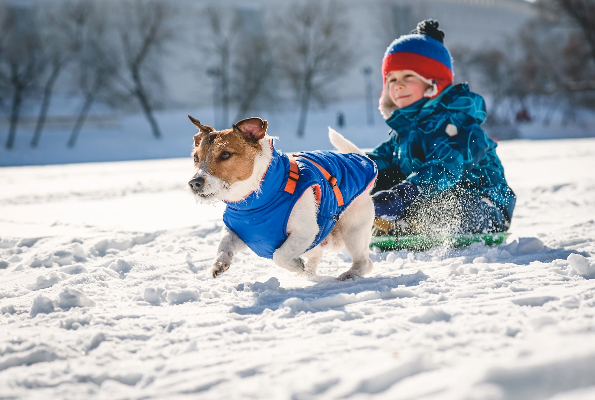 Активная прогулка помогает питомцу согреться. Фото © Shutterstock / FOTODOM / alexei_tm