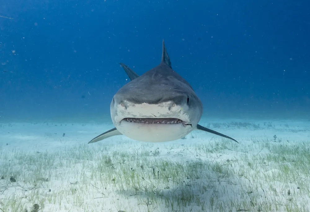 Обложка © Shutterstock / FOTODOM / wildestanimal