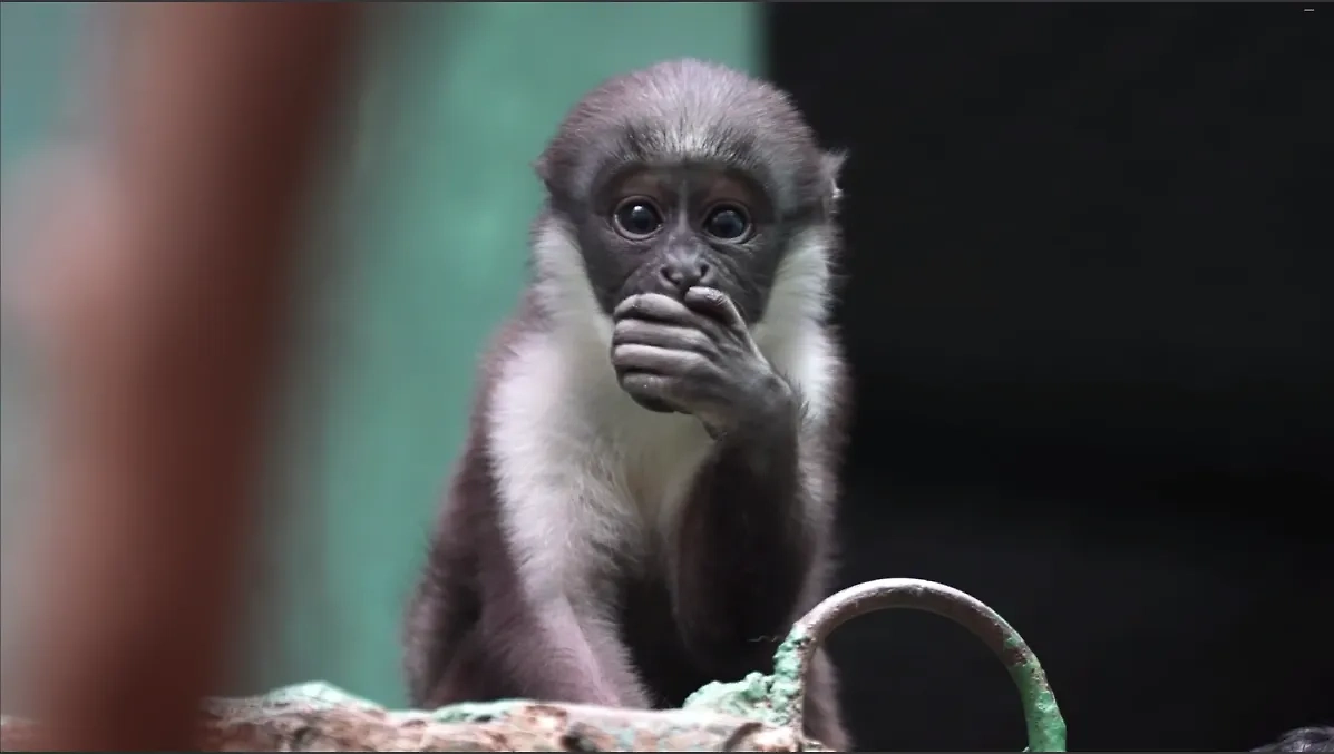 Обложка © Telegram/ Московский зоопарк