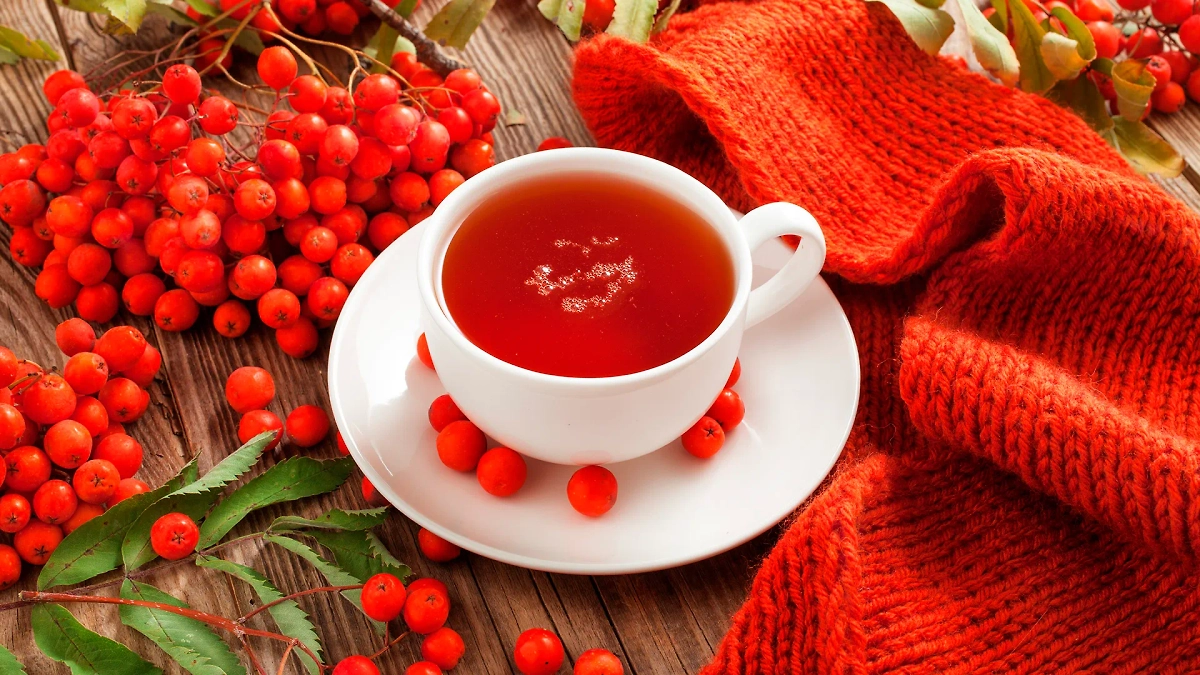 Рябина осенью никого не удивляет. Рябина зимой — тоже. Эта ягода очень неприхотлива. Обложка © Shutterstock / FOTODOM / Timmary