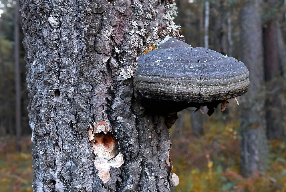 Обложка © РИА Новости / Илья Наймушин