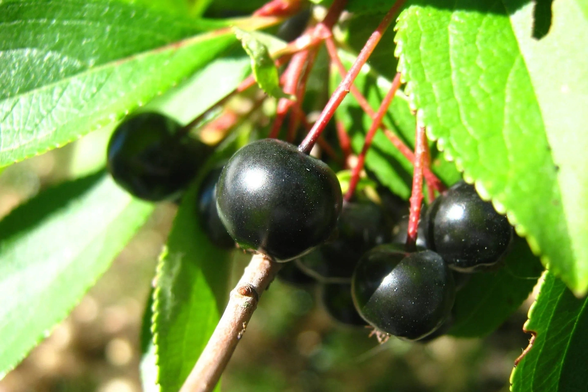 Компот из черноплодной рябины считается более вкусным, чем компот из красноплодной рябины. Фото © Wikipedia / Мригаширша