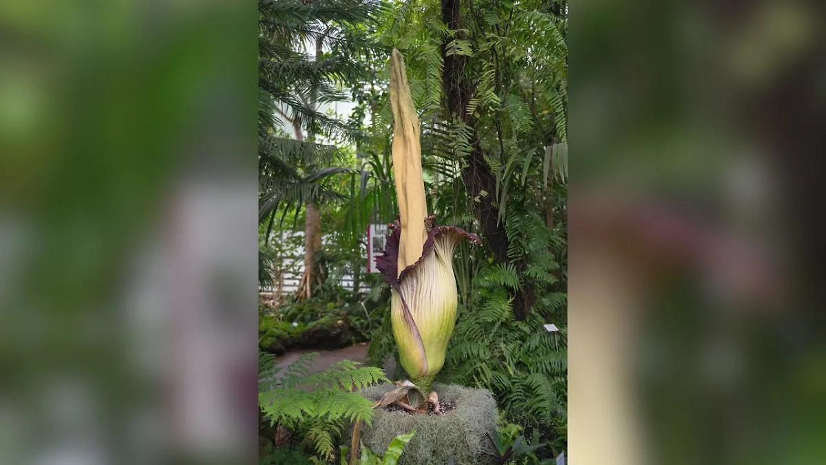 Amorphophallus titanum. Фото © Wikipedia / Le Commissaire