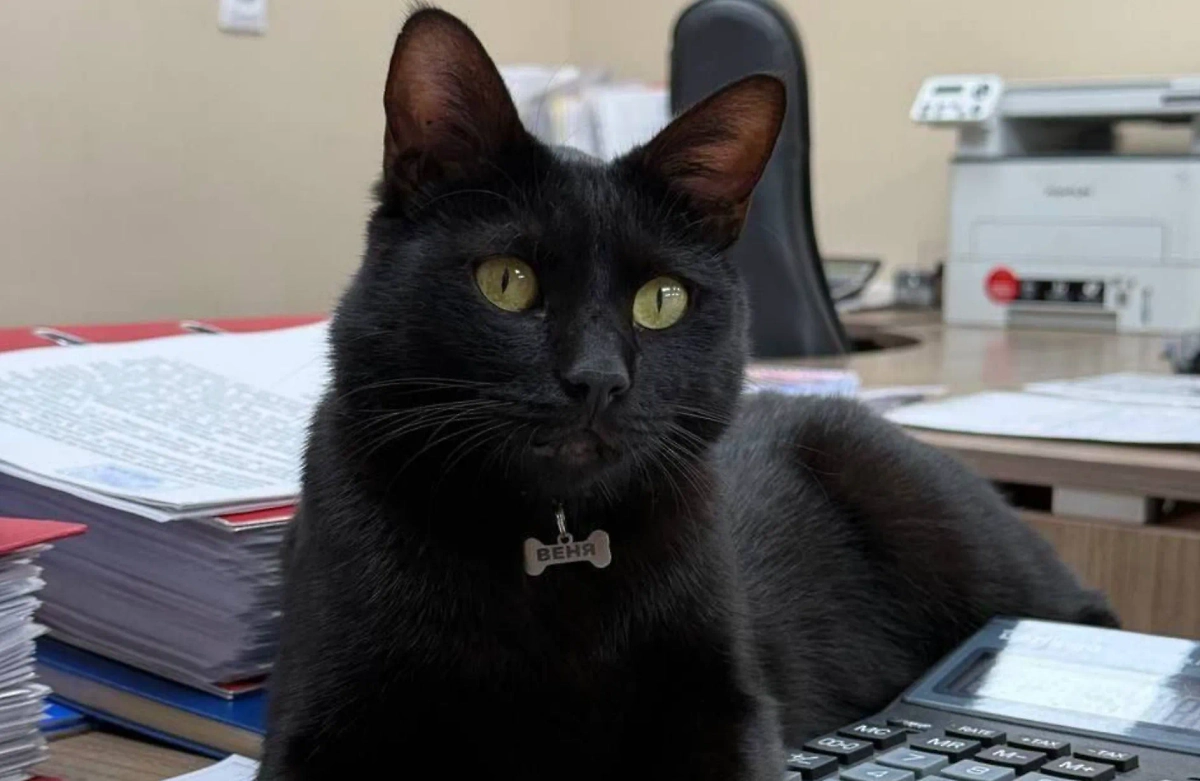 Кот Веня. Обложка © Telegram / Владивосток Live