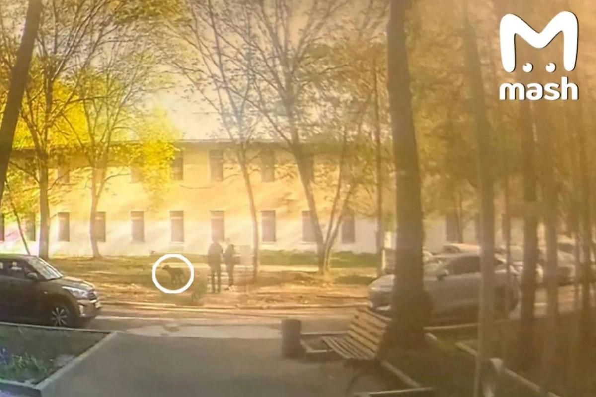 Собака на прогулке со своей хозяйкой. Фото © Telegram / Mash