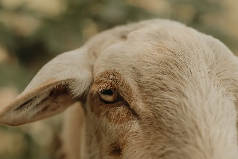 Обложка © Shutterstock / FOTODOM / Charlie Orellana