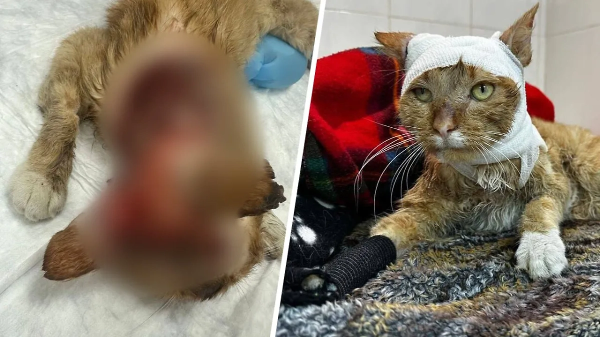 Обложка © Telegram / Кусочек счастья для бездомной кошки