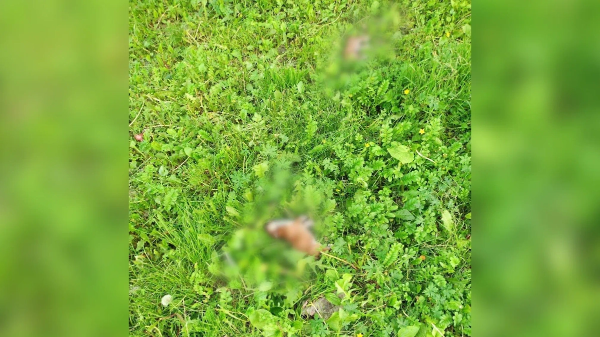 Выброшенные из балкона щенки. Фото © Telegram / Прокуратура Красноярского края