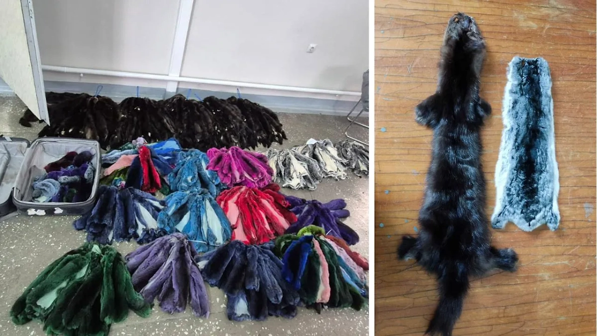 Контрабанду шкурок соболя и шиншиллы на 6 млн рублей пресекли таможенники на Дальнем Востоке. Обложка © Предоставлено Life.ru / Елена Попова, пресс-секретарь Хабаровской таможни