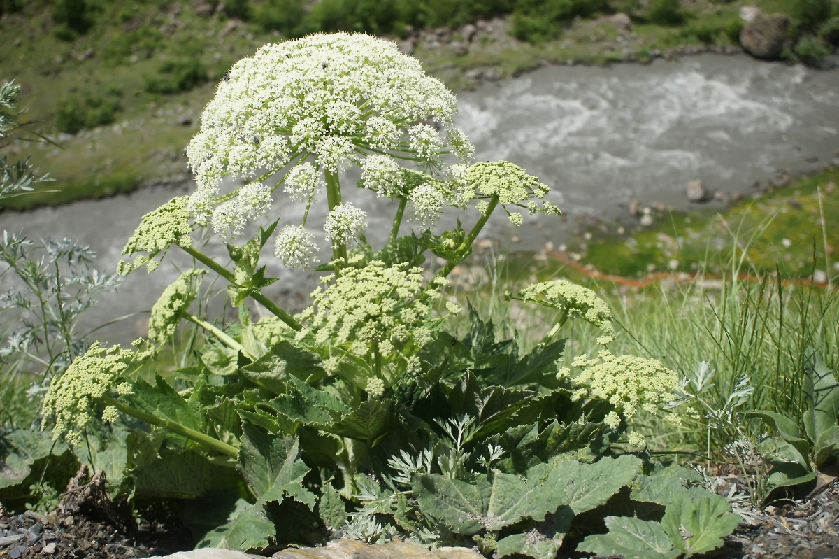 Ботанически укроп принадлежит к тому же семейству, что и растение, которое стало кошмаром современной Евразии. Фото © Wikipedia / Sam Thomas