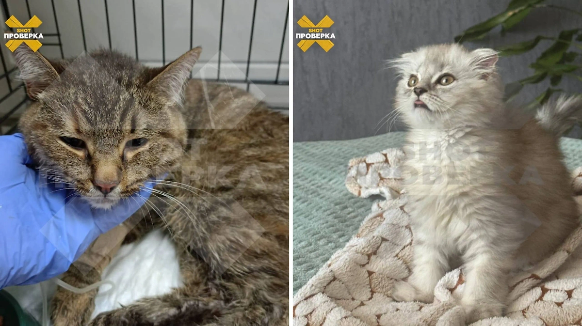 Пушистика, которые находились в ветклинике. Фото © Telegram / SHOT ПРОВЕРКА