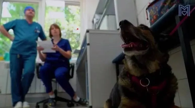 Пенелопа в ветклинике. Обложка © Telegram / Моя Ветклиника