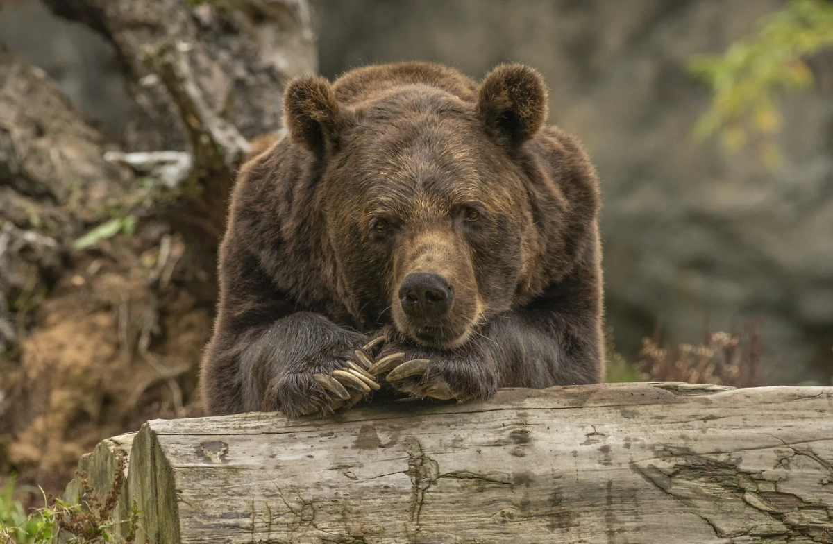 Обложка © freepik / wirestock