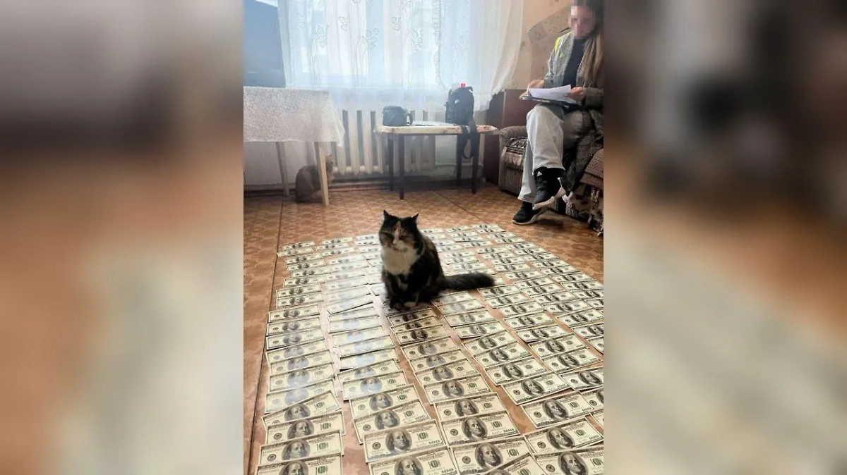 Кот осваивает деньги, нажитые нечестным путём. Обложка © СБУ