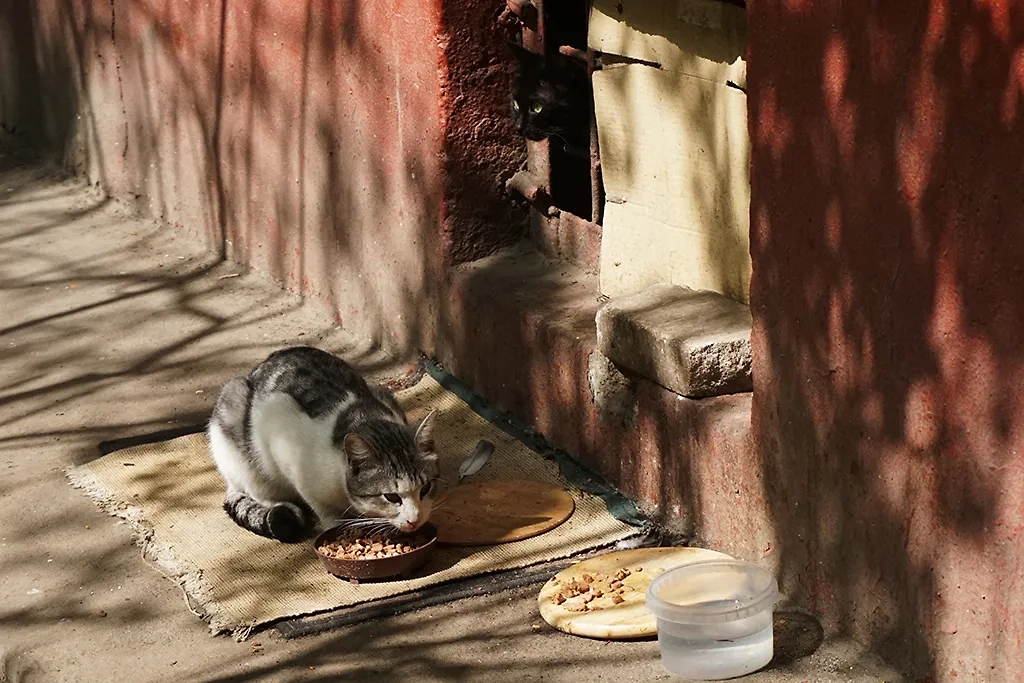 Чем ни в коем случае нельзя кормить кошек на улице — рассказываем. Фото © ТАСС / Андрей Епихин