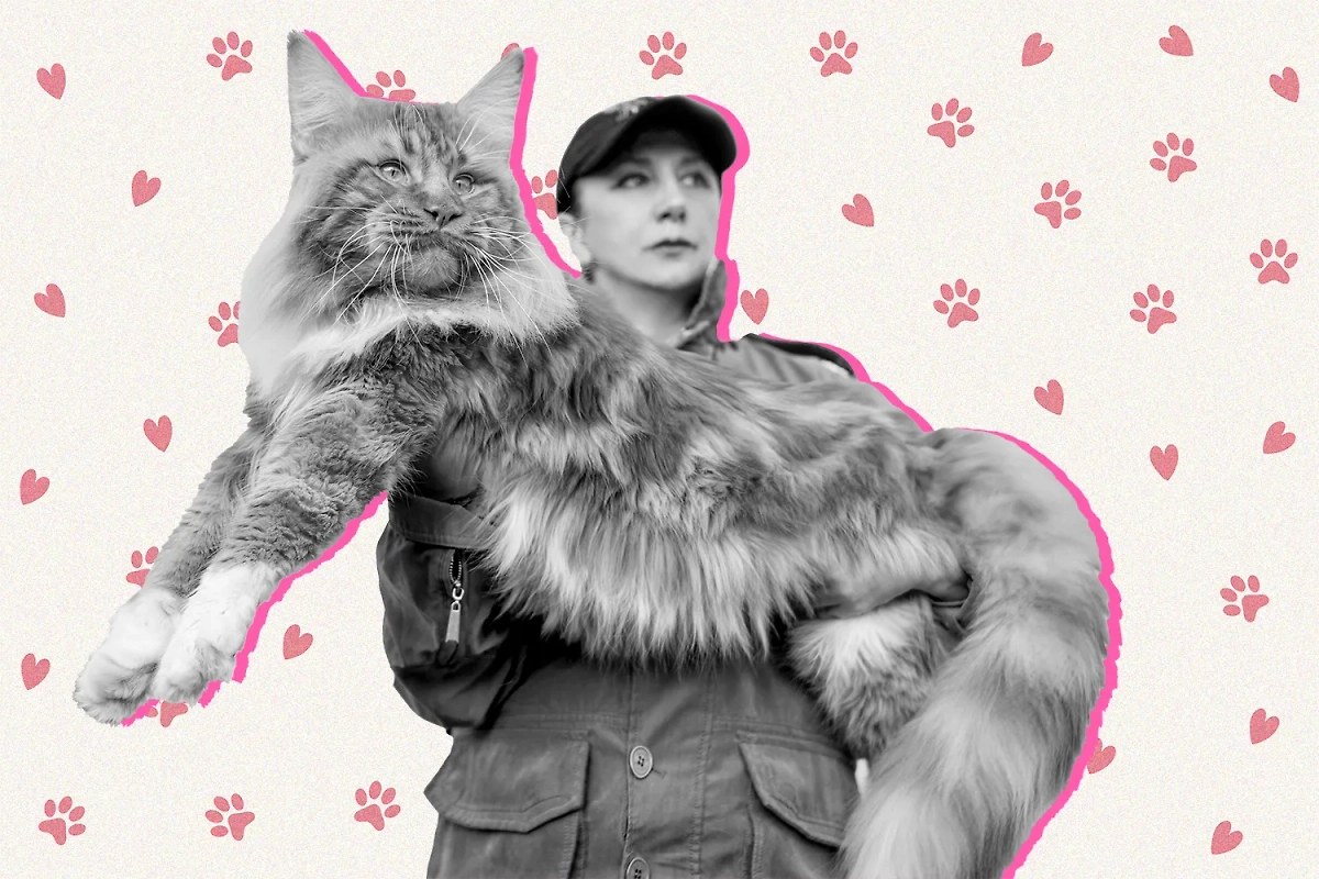 Самые крупные породы домашних кошек: размеры и характер. Коллаж © Life.ru. Обложка © Shutterstock / FOTODOM / Sergey Ginak, © Freepik / starline