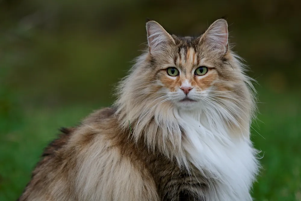 Породы кошек с большим весом: особенности содержания. Фото © Shutterstock / FOTODOM / Elisa Putti