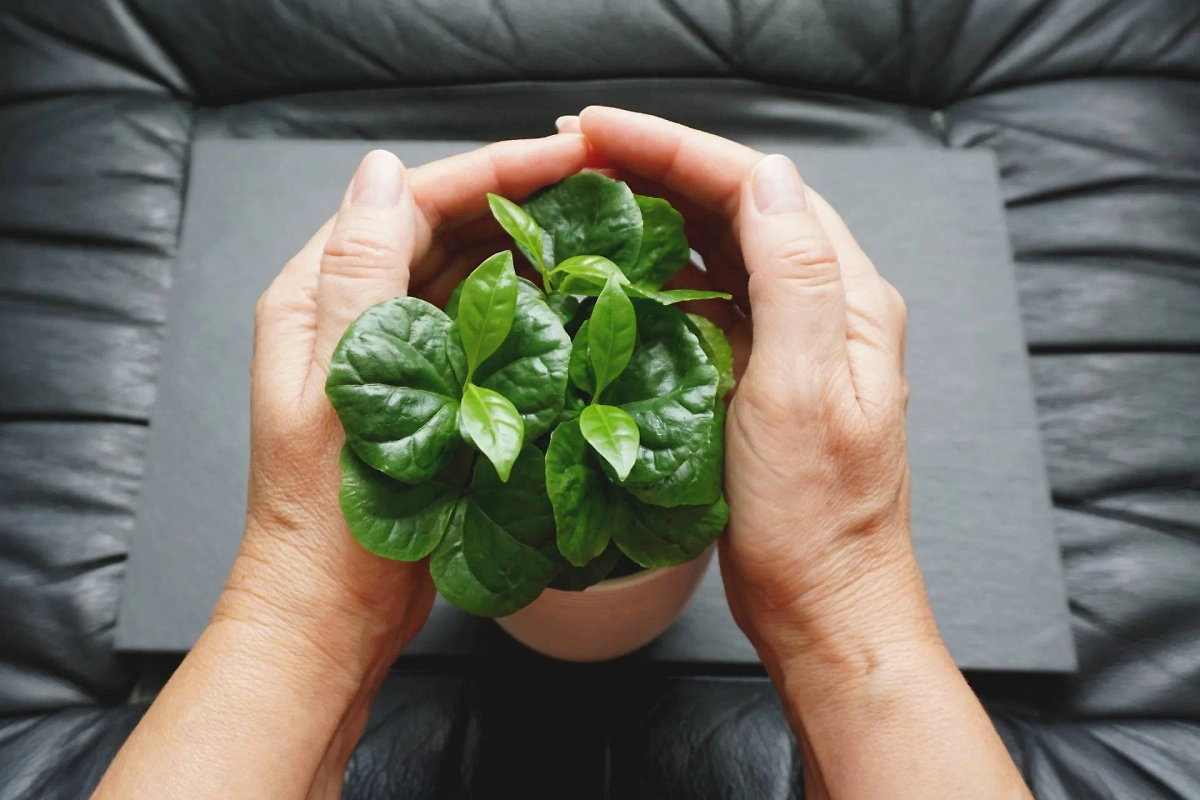 Какие цветы нельзя держать зимой на подоконнике над батареей. Фото © Shutterstock / FOTODOM / Happy window