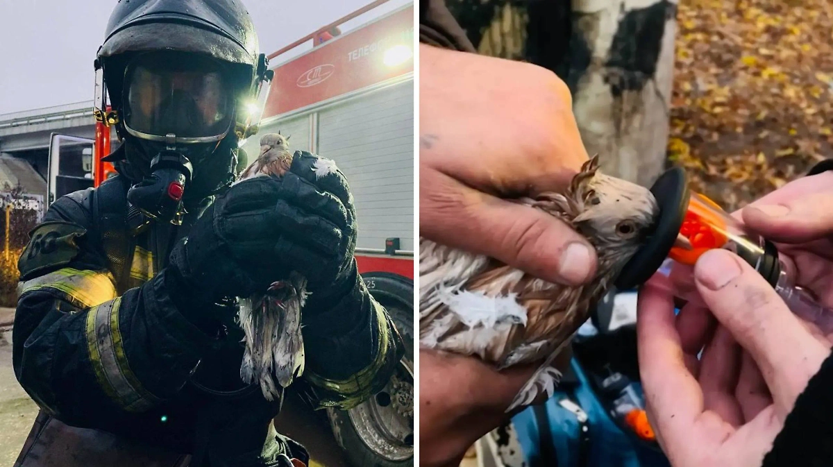 Обложка © Telegram / ГКУ МО «Мособлпожспас» 