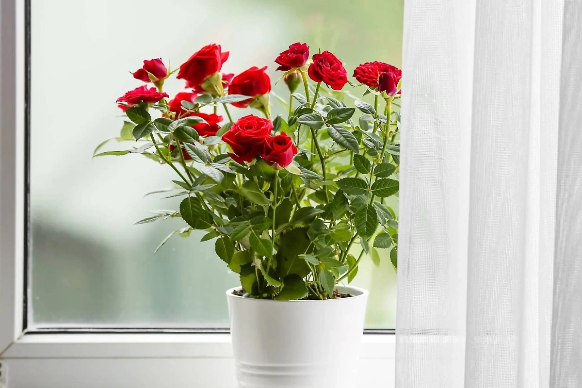 7 растений, которые погибают от жара батарей в отопительный сезон. Фото © Shutterstock / FOTODOM / Pixel-Shot