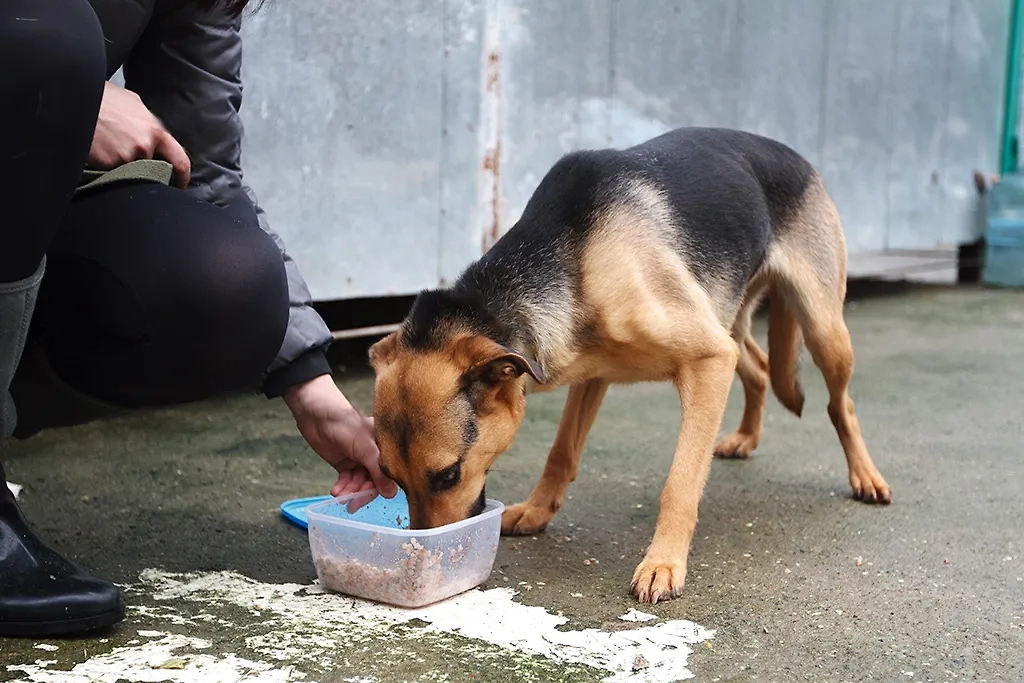Чем кормить собак на улице осенью. Фото © ТАСС / Роман Балаев
