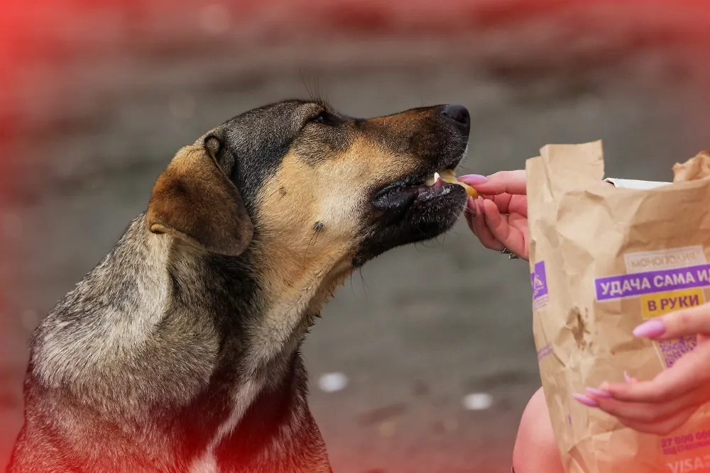 Как не ошибиться с выбором корма для собак и кошек. Фото © РИА Новости / Александр Патрин