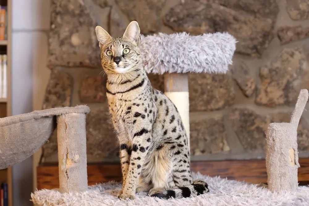 Крупные домашние кошки: от саванны до мейн-куна. Фото © Shutterstock / FOTODOM / AJR_photo