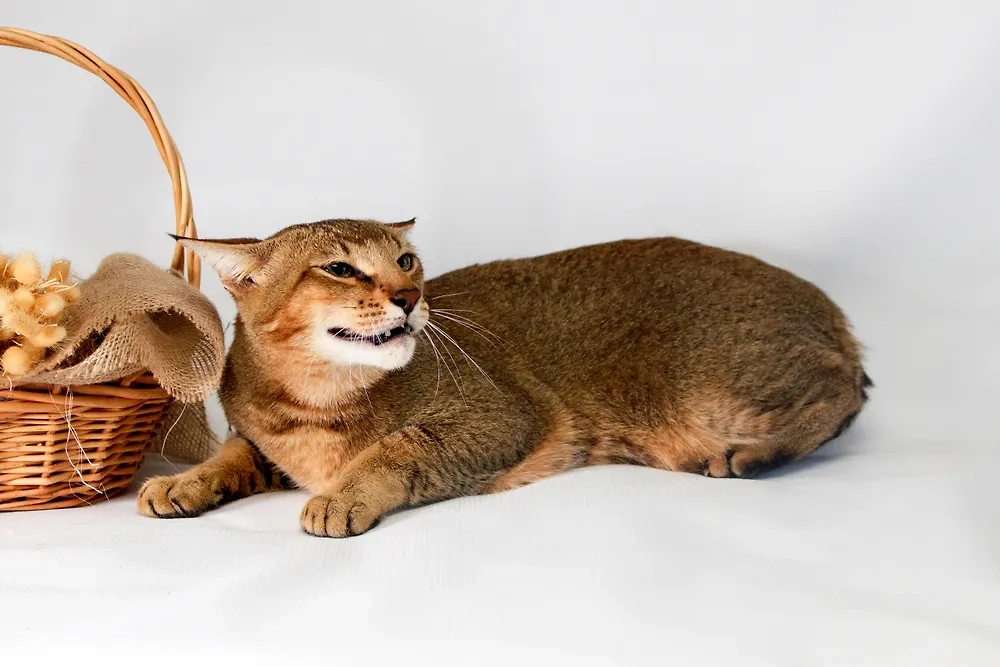 Кошки размером с собаку: какие породы выбрать. Фото © Shutterstock / FOTODOM / Tania__Wild