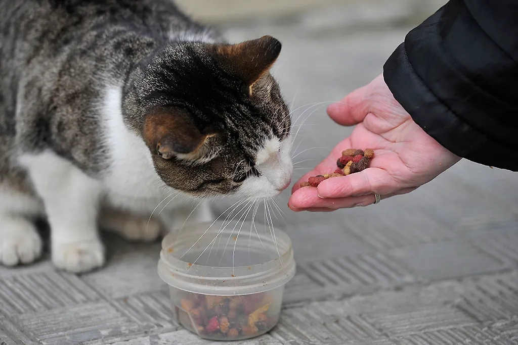 Как кормить бездомных животных — разбираем ошибки. Обложка © ТАСС / Лев Федосеев