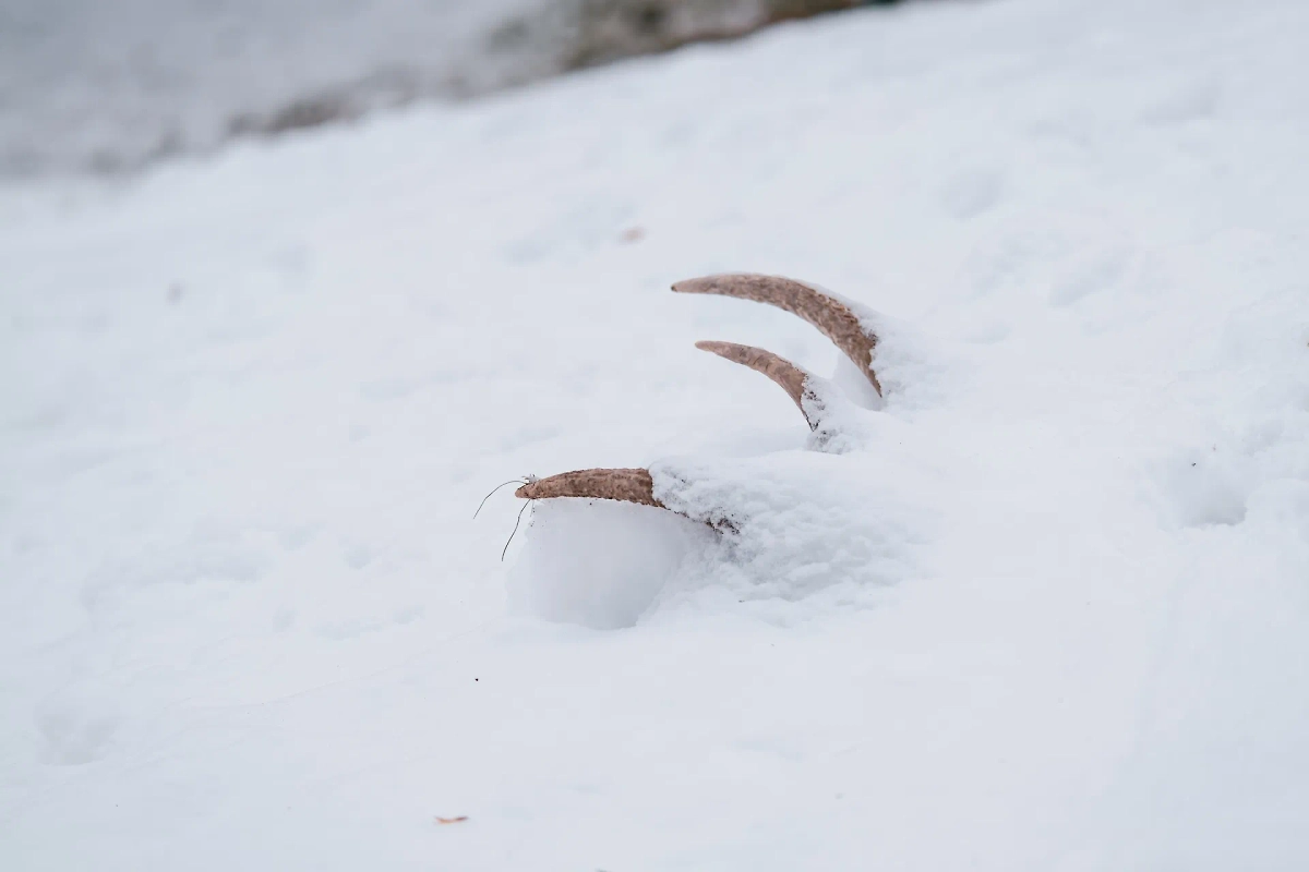 Обложка © Shutterstock / FOTODOM / DoreenB Photography