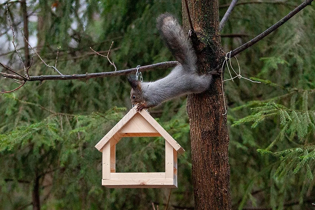 Корм для белок — как правильно подобрать. Фото © ТАСС / Оксана Король