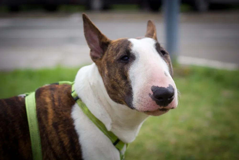 Обложка © Shutterstock / FOTODOM / Vladimira Pufflerova