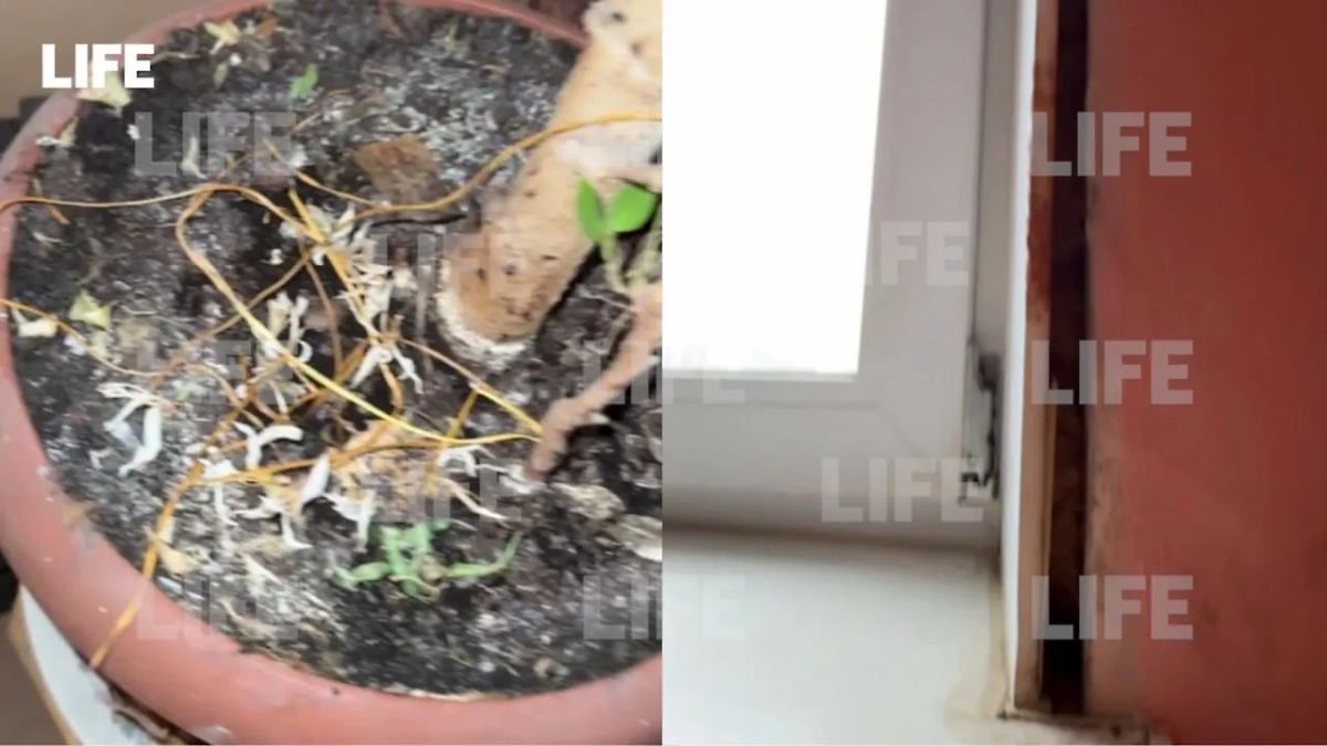 Закладки в доме убитого режиссёра Сергея Политика. Фото © Life.ru