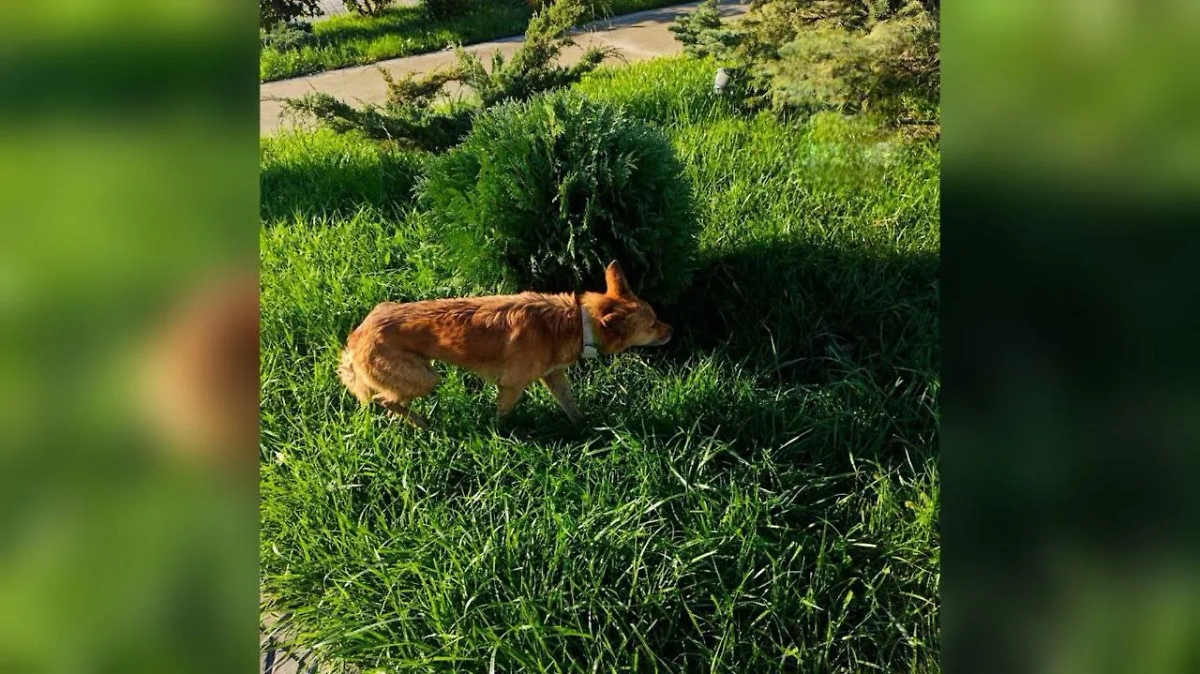 Обложка © Telegram / Mash на волне