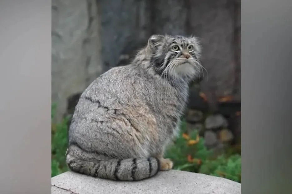 Обложка © Telegram / Московский зоопарк