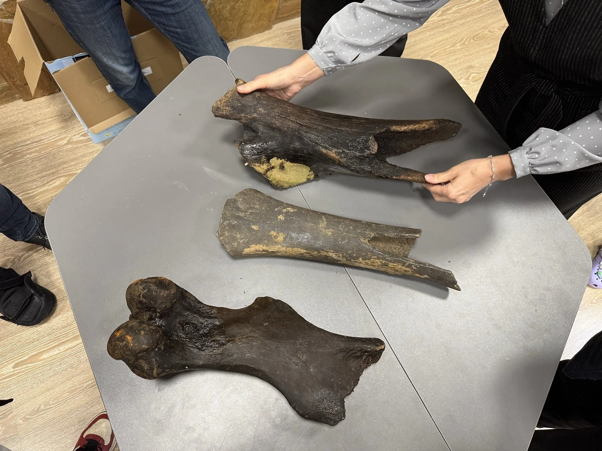 Фото © Зоологический музей Уфимского Университета Науки и Технологий