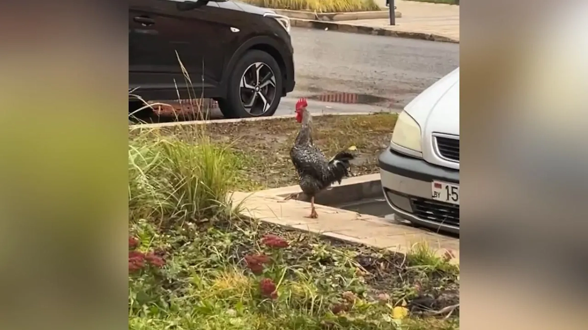 Петух по имени Гастон устроил переполох в районе Саларьево. Фото © Telegram / SalParkSosed