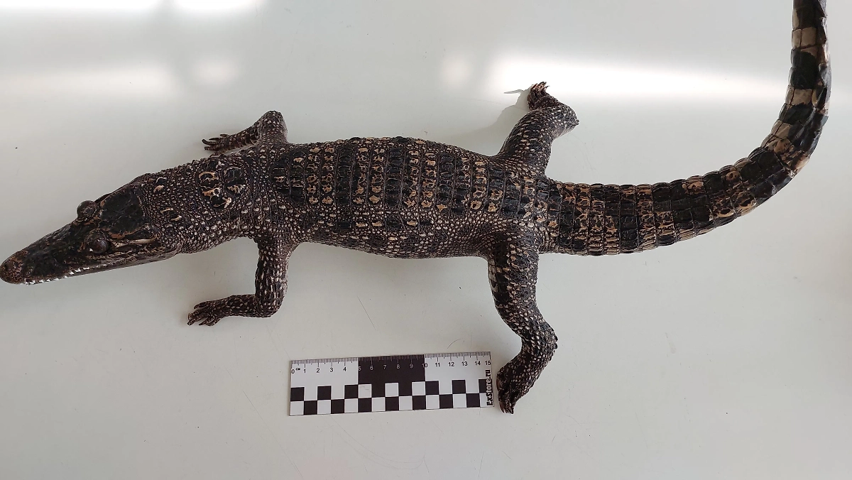 Обложка © Пресс-служба ФТС России