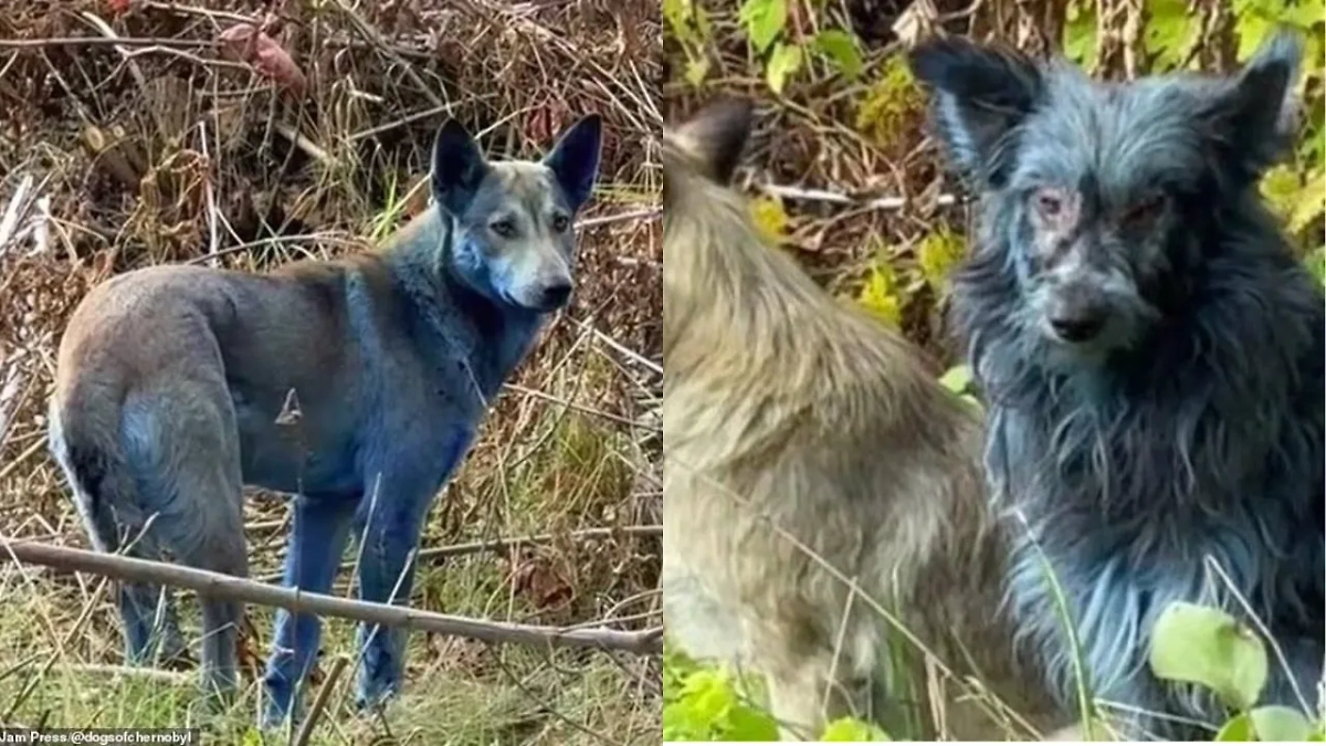 Обложка © X / LoisAceLane