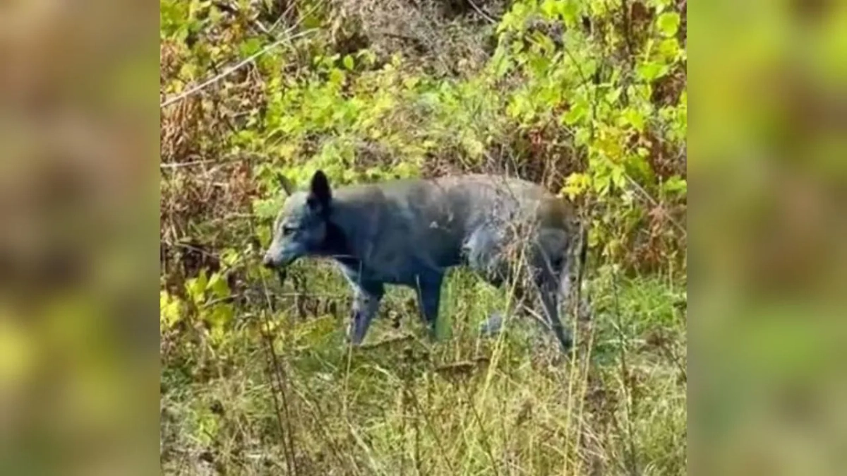 Обложка © X / LoisAceLane