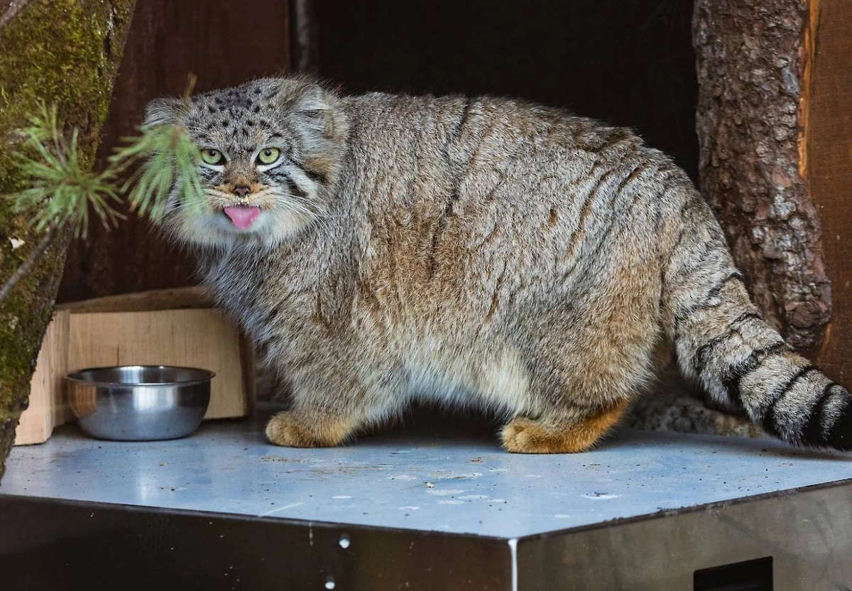 Обложка © Парк «Роев ручей» Красноярск
