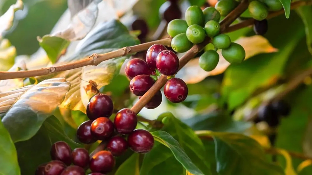 В московских парках растут экзотические растения. Обложка © mos.ru