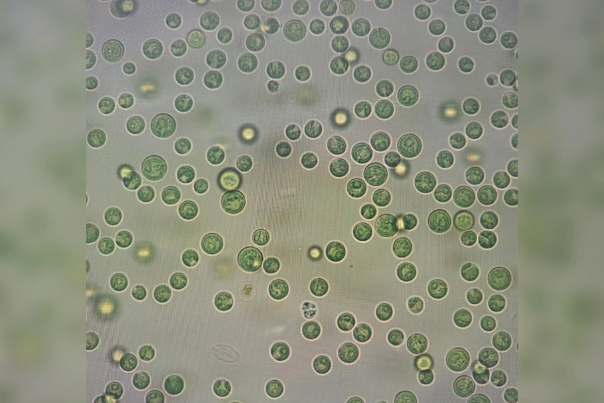 Новый вид водорослей, найденный на обычном рынке. Фото предоставлено Life.ru Дмитрием Мордвинцевым