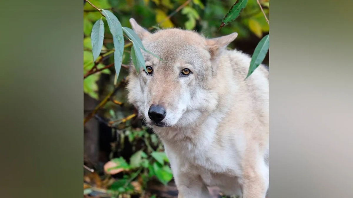 Обложка © Telegram / Московский зоопарк