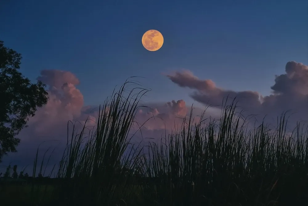 Лунный календарь огородников — ноябрь. Какие фазы Луны когда будут в 2025 году. Фото © Karib9698