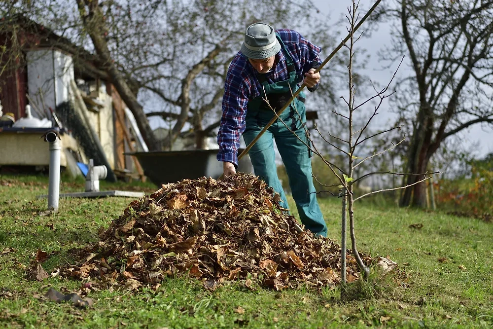Календарь огородника и садовода на ноябрь 2025: Когда благоприятные дни для уборки урожая