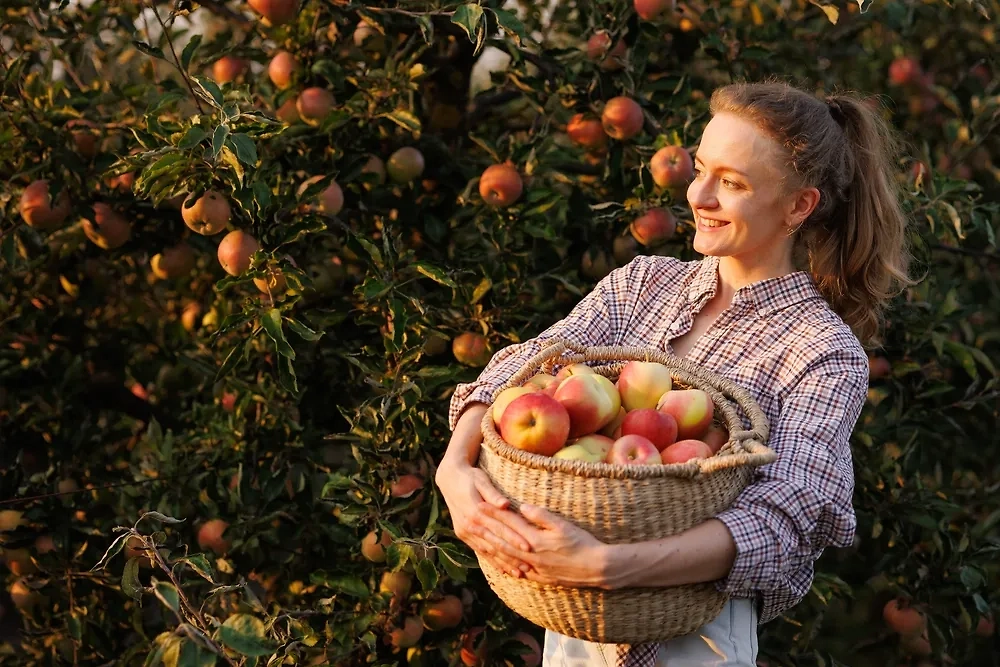 Сбор урожая в ноябре 2025 — как поступить с излишками по календарю садовода и огородника. Shutterstock / FOTODOM / Sergey Kolesnikov