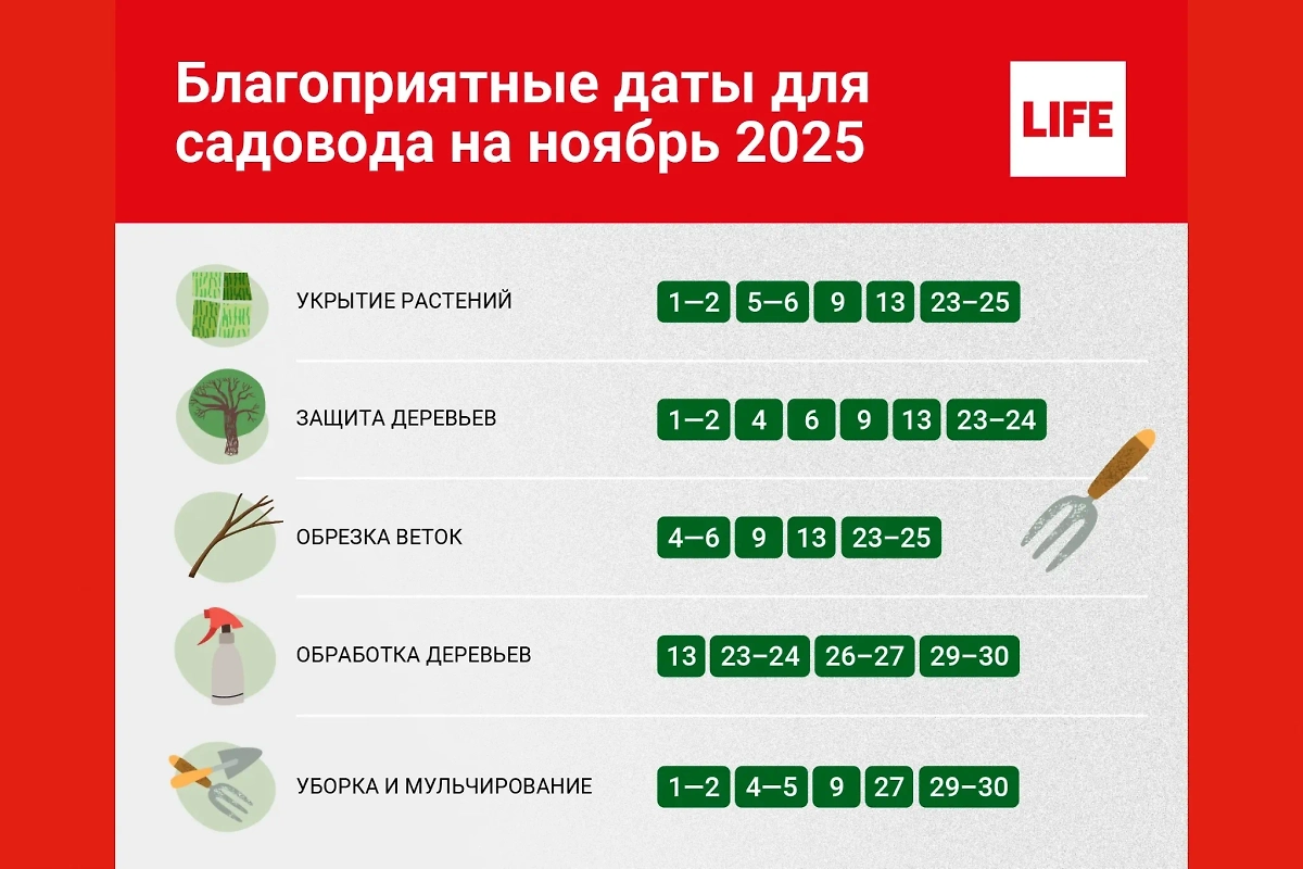 Календарь огородника на ноябрь — план работ на благоприятные дни, что именно можно делать. Инфографика © Life.ru