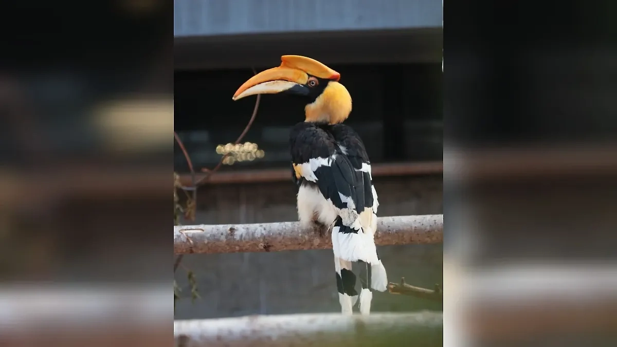 Калао. Обложка © Ленинградский зоопарк