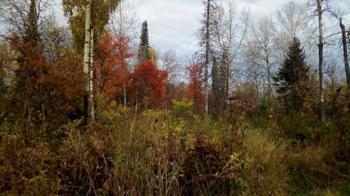 Обложка © Telegram / ГСУ СК России по Красноярскому краю